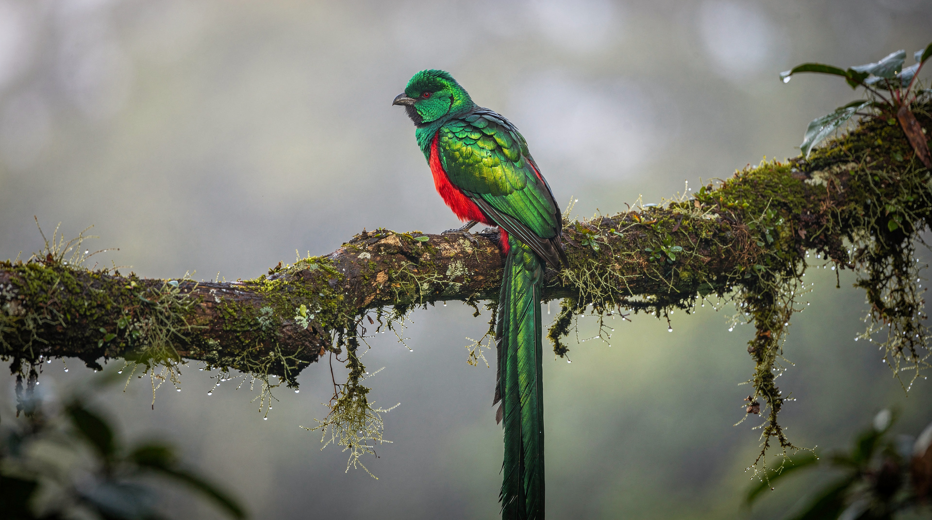 The quetzal I finally saw