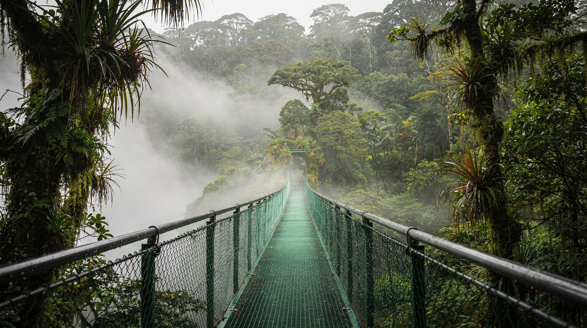 Monteverde — cloud forest, ziplines, and night wildlife above the clouds