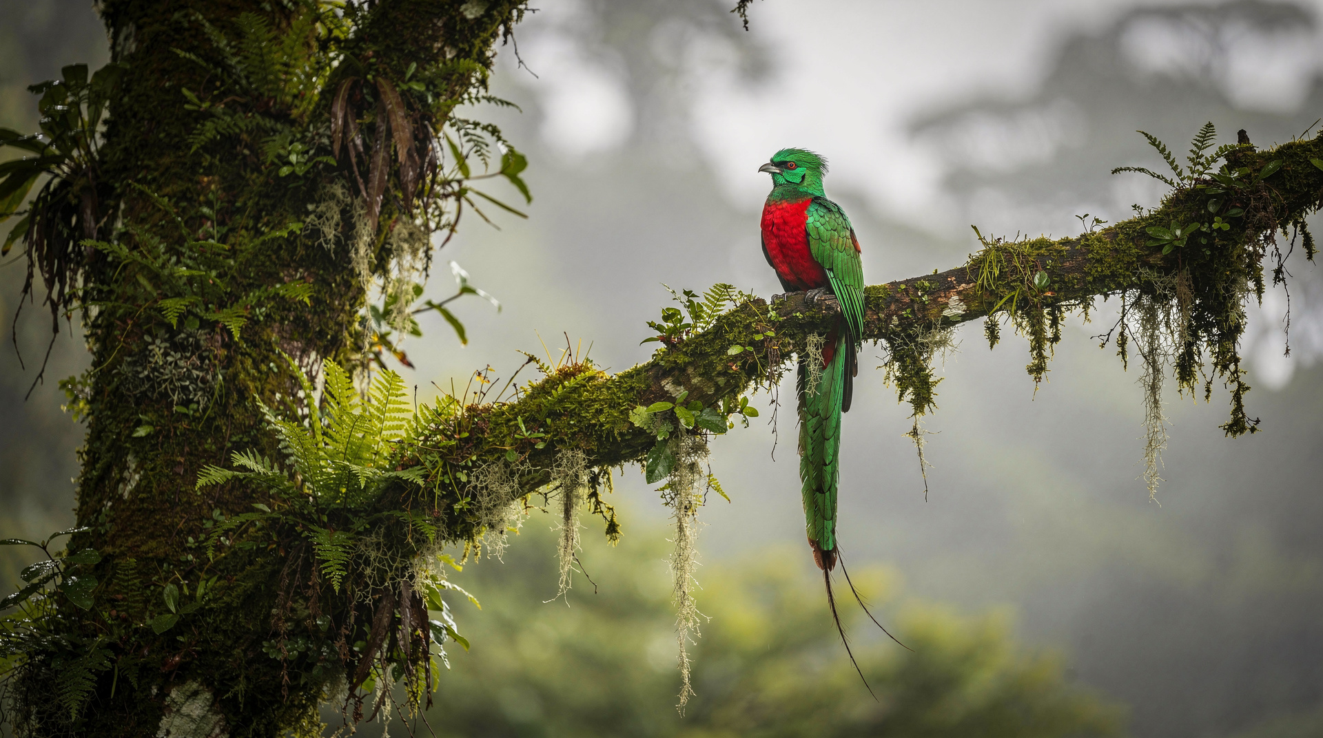 San Gerardo de Dota: Costa Rica's quetzal valley