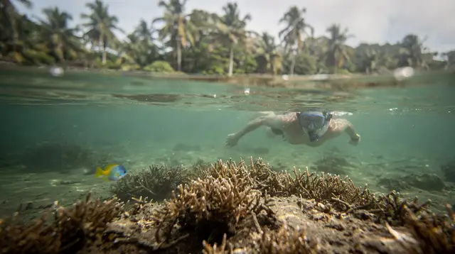 Cahuita NP: snorkeling & wildlife hike (certified guide)