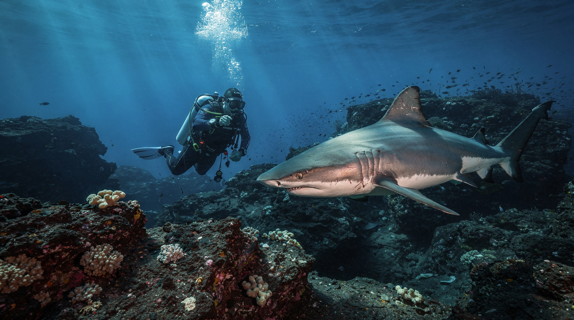 Catalinas Islands diving: complete guide