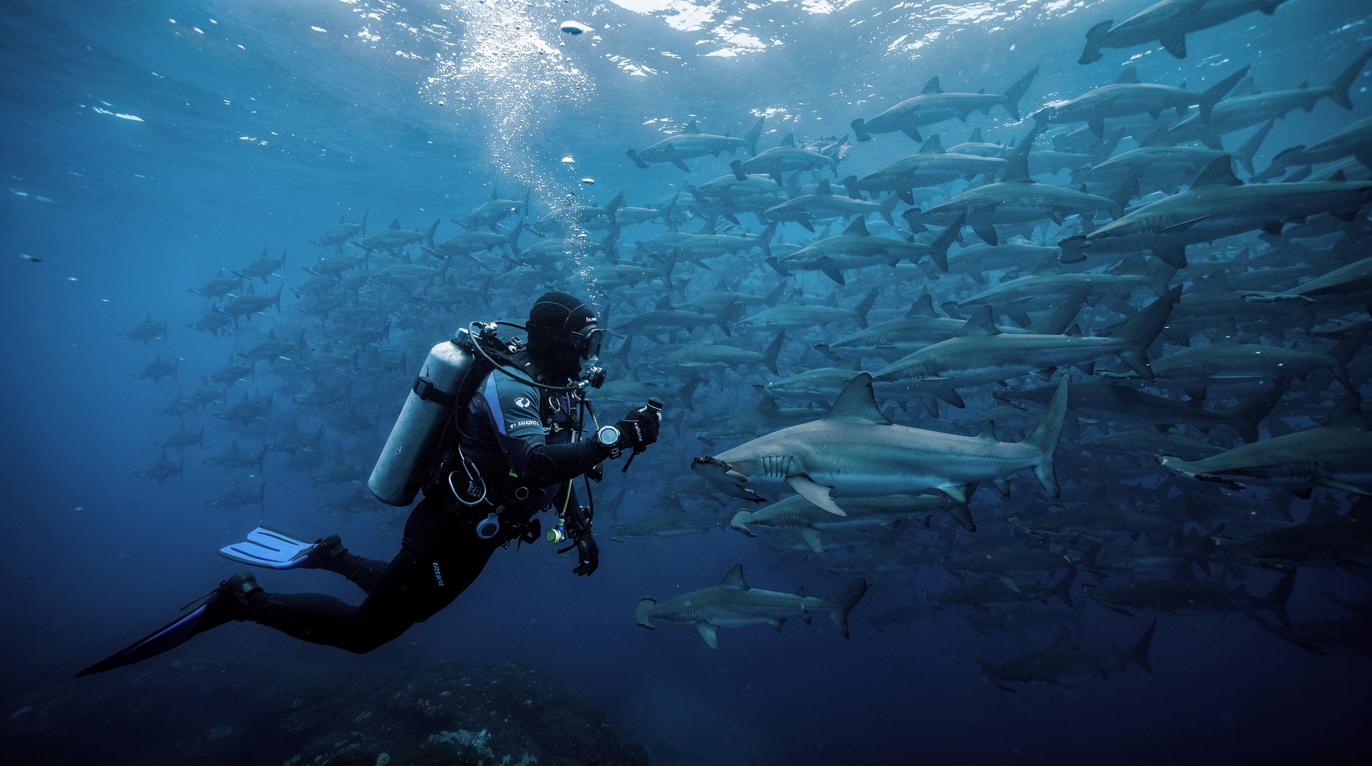 Cocos Island liveaboards: everything you need to know