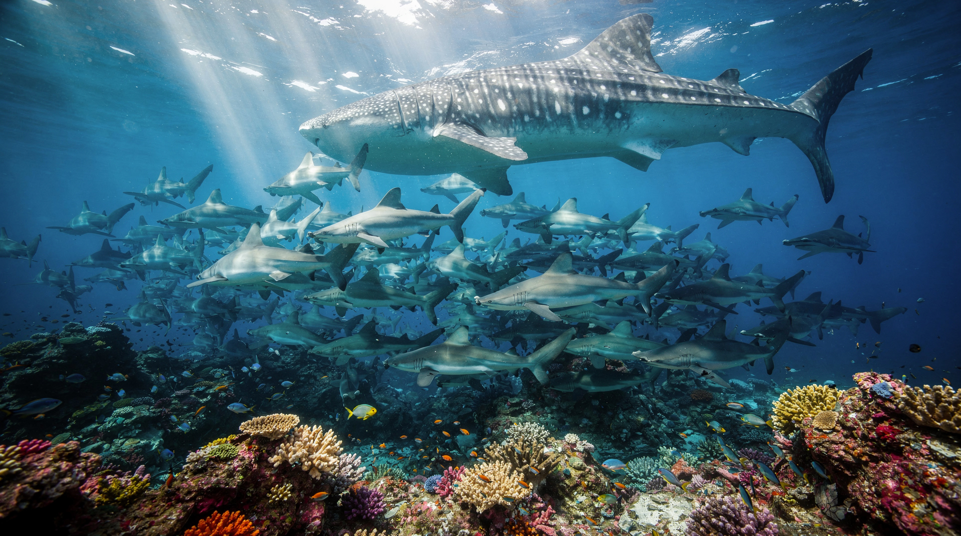 Costa Rica marine life guide: every species worth knowing
