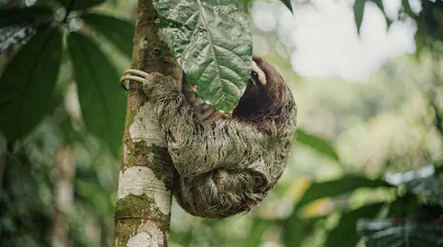 Cahuita sloth and wildlife sanctuary half-day tour