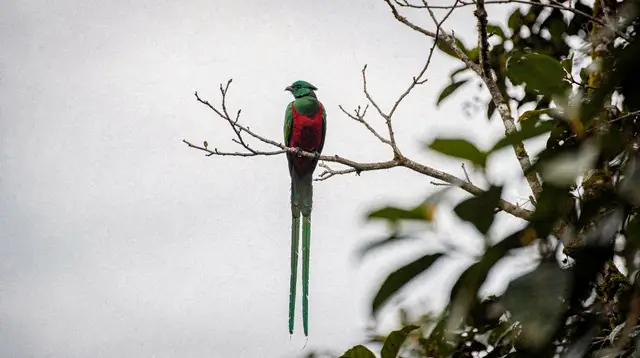 Caño Negro: rivers and lagoons bird, flora and fauna tour