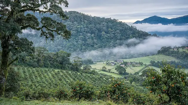 Monteverde: cloud forest guided tour (Curi-Cancha)