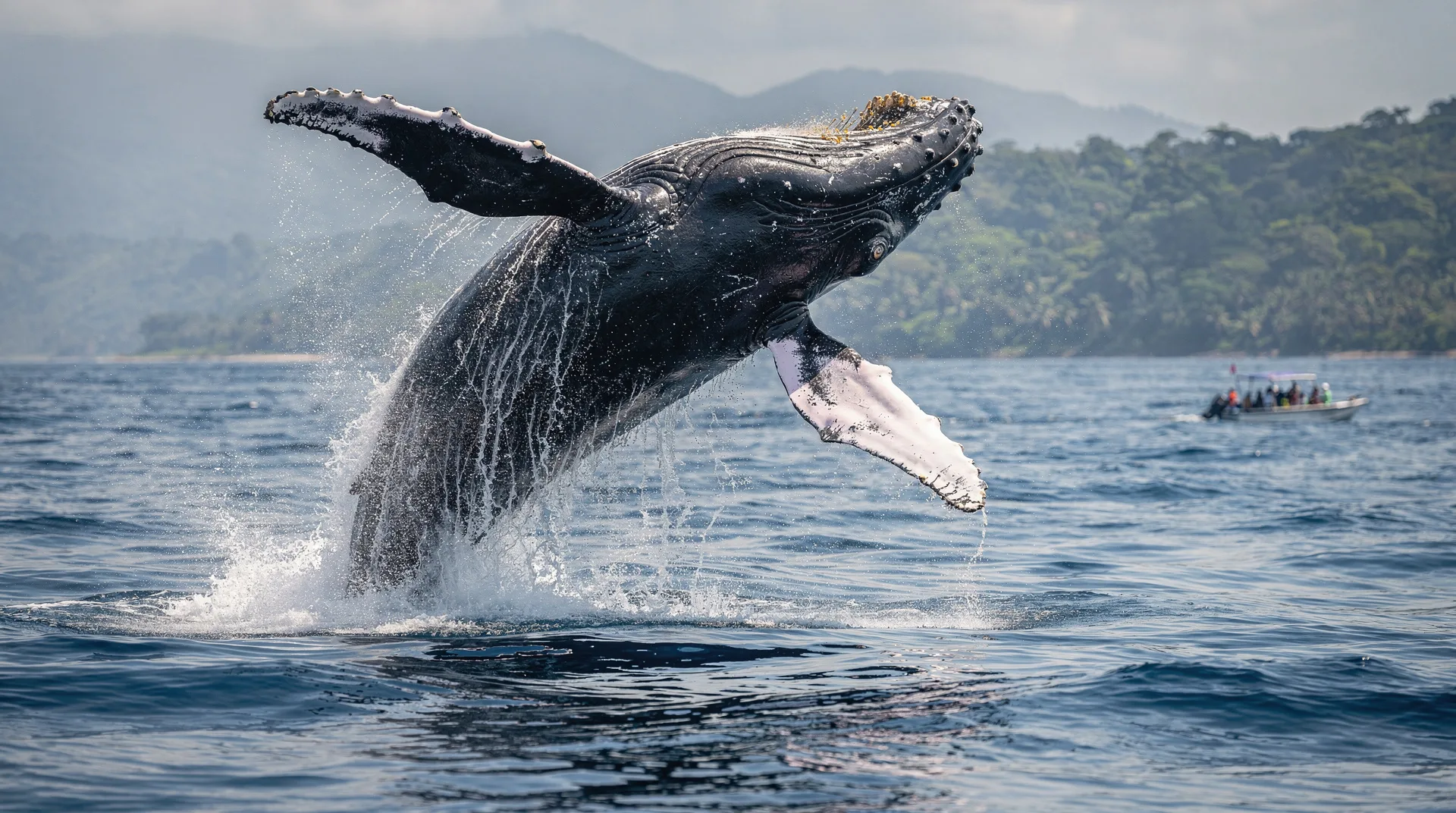 Sezon obserwacji wielorybów w Uvita: kompletny przewodnik po Marino Ballena