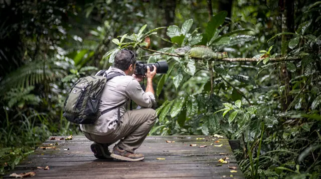Manuel Antonio: kayak tour in the mangroves to see animals